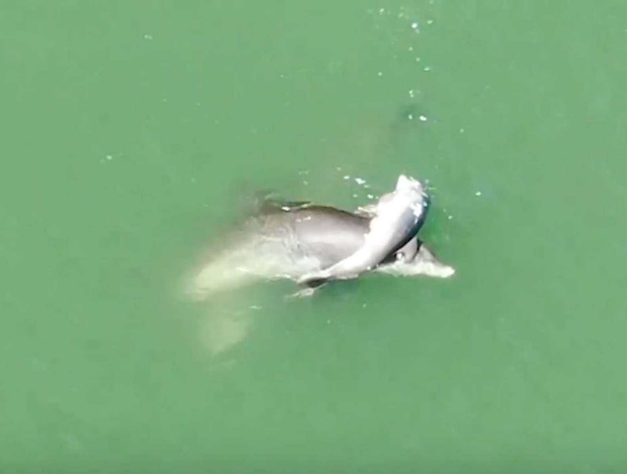 madre delfino acqua