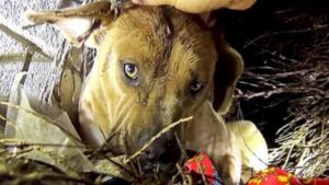 Mamma bacia tutti i suoi cuccioli mentre i soccorritori li portano in salvo