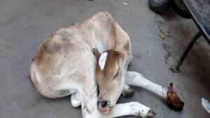 Mamma mucca si rifiuta di lasciare da parte il suo cucciolo ferito