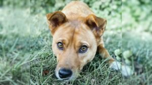 Nessuno la vuole perché timida, ma questa cagnolina cerca una casa piena di amore