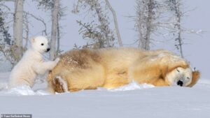 Orsa si copre le orecchie per riposare un po’ dal suo cucciolo che non la lascia stare un secondo