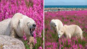 Orsi polari dei fiori, siete abituati a vederli nelle nevi ma oggi le cose sono cambiate