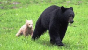 Mamma orsa avvistata insieme al suo cucciolo color crema: come è possibile?