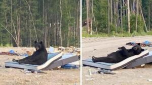 Una donna trova un orso che si riposa tranquillo su un materasso in una discarica