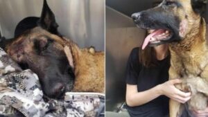 Eva, cane da pastore belga, salva la sua padrona dall’attacco di un leone