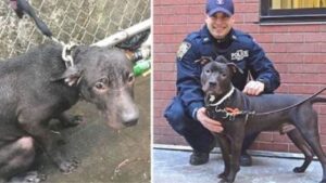 Questo cane era legato ad una catena, abbandonato, così la polizia quando lo ha trovato gli ha donato una nuova vita