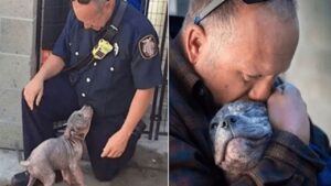 La storia toccante di Chunk: un cane randagio salvato dall’amore e dalla gentilezza