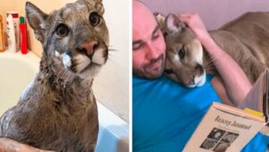 Il puma salvato non può essere liberato in natura, quindi vive come un gatto di casa viziato