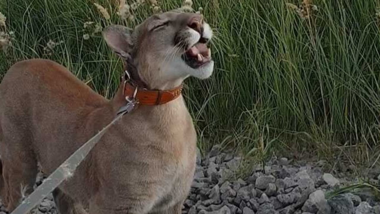 puma al guinzaglio