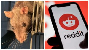 La foto del ratto disgusta il web: gli occhi del roditore sono singolari