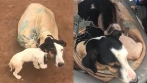 Soccorritrice salva un cane e i suoi cuccioli intrappolati in un sacco (VIDEO)