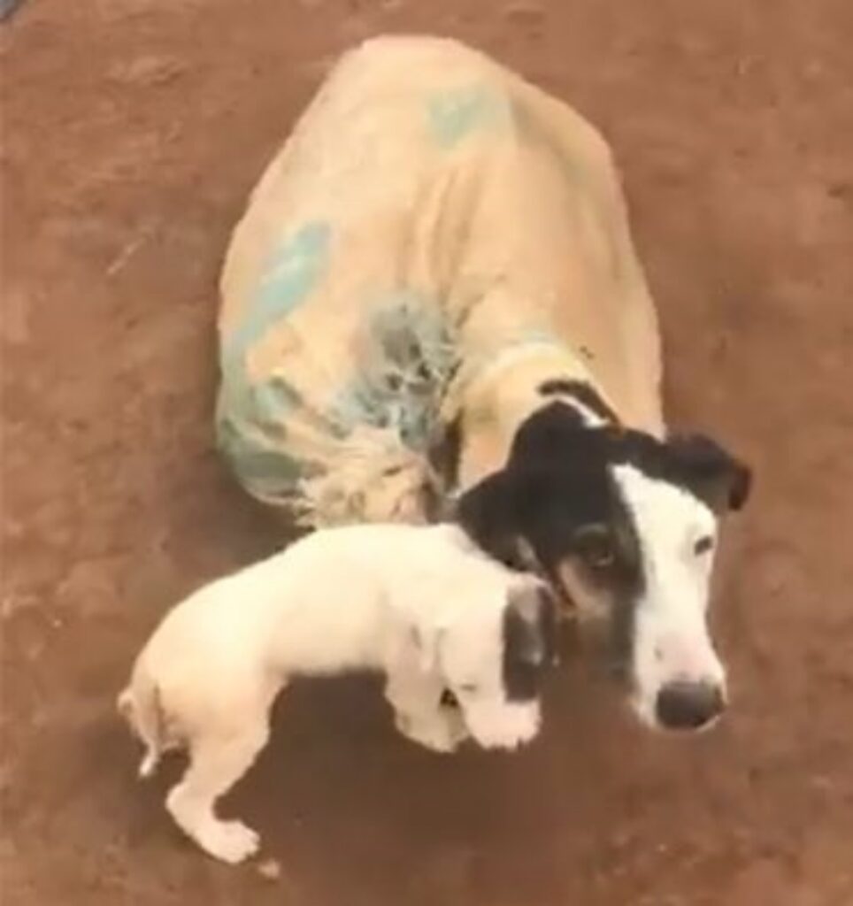 cani chiusi in un sacco