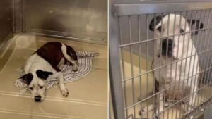 Aspetta di essere adottato con tutta la tristezza che ha in corpo: questo cagnolino vorrebbe una casa per sempre