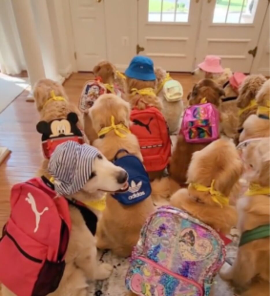 cani vestiti da studenti al primo giorno di scuola