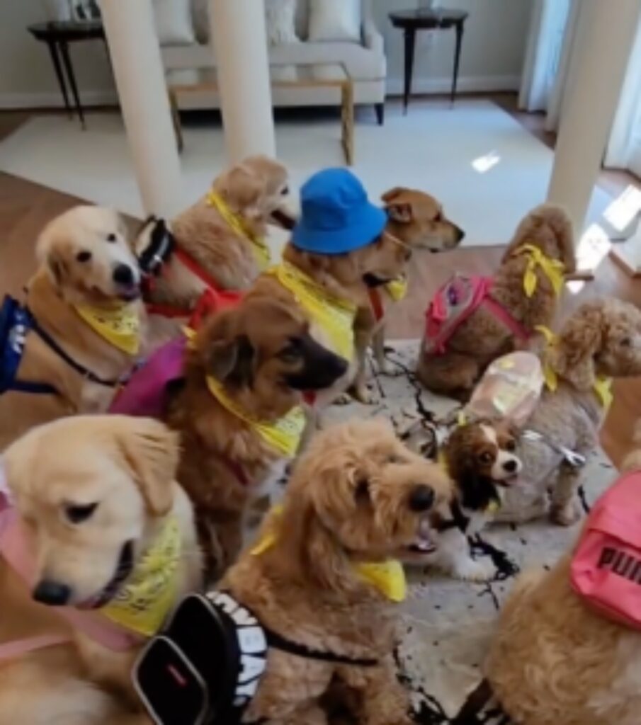 cani vestiti da studenti al primo giorno di scuola