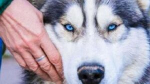 Un Husky arriva da solo all’entrata di un rifugio per animali: era deluso dai suoi proprietari