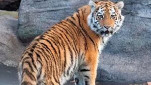 Tigre in via di estinzione muore in circostanze da chiarire all’interno di uno zoo