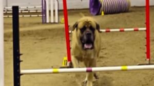 Mastino Inglese termina il percorso di agility in tempi record: andiamo a vederlo insieme!