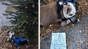 Un uomo abbandona il cane all’albero del vicino nel cuore della notte con un biglietto e poi lascia la città