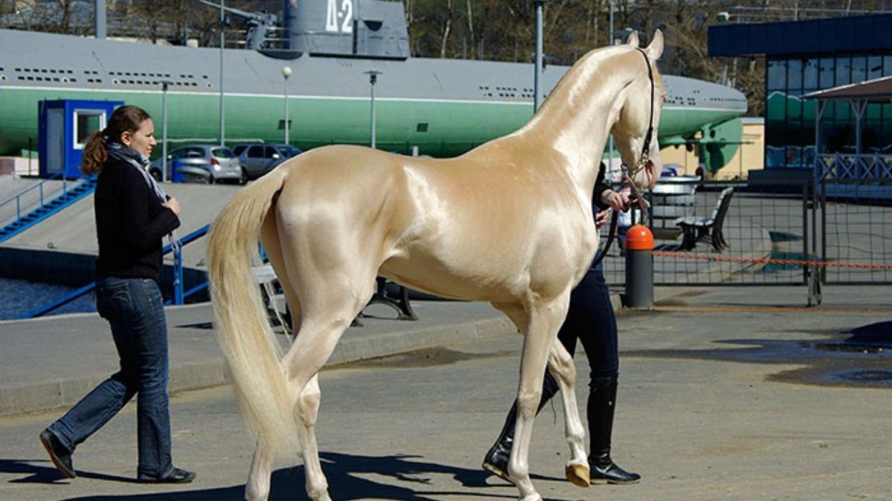 cavallo che cammina