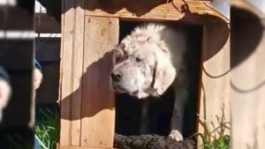 La storia di Bo, il cane lasciato a morire dentro una cuccia (VIDEO)