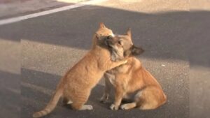 Un cane abbandonato stringe amicizia con un gatto randagio mentre aspetta il suo padrone invano