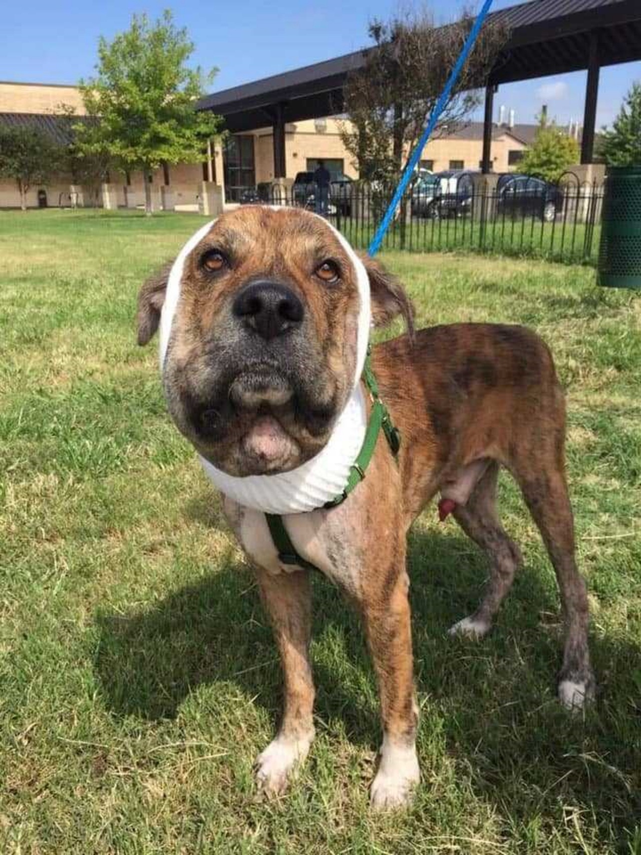 Cane con un laccio al collo ha la testa gonfia