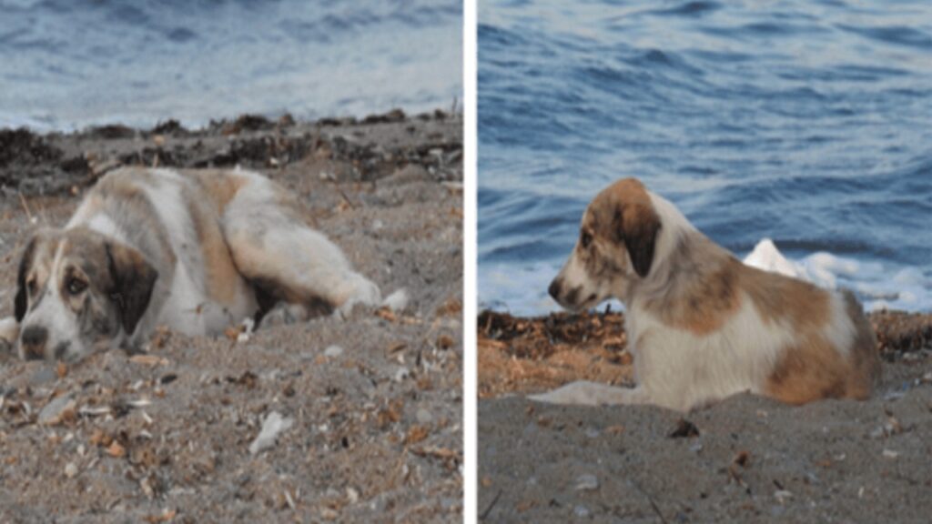 Questo cane randagio è stato adottato