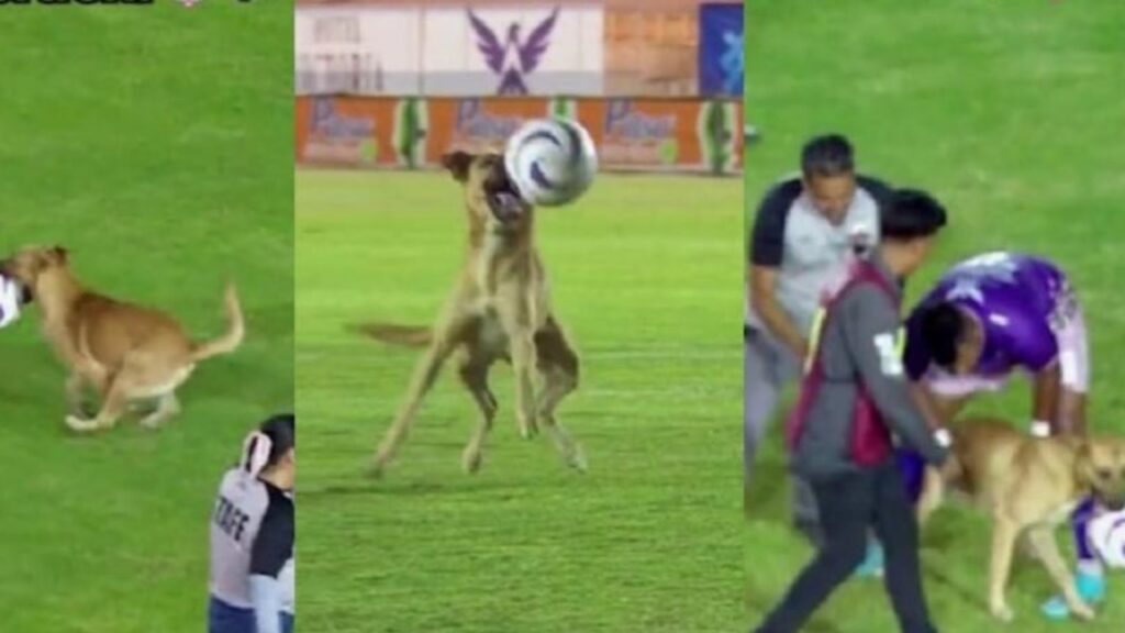 Un cane gioca a calcio