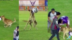 Un cane stupisce tutti giocando a calcio durante una partita ufficiale (VIDEO)