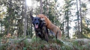 Un cane ogni giorno corre nel bosco e torna dopo ore: il suo padrone scopre il motivo delle continue fughe