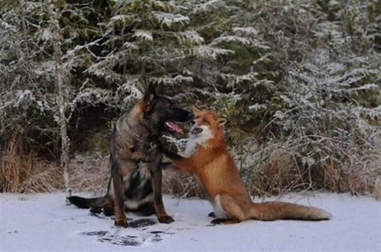 Cane va nel bosco e trova un nuovo amico