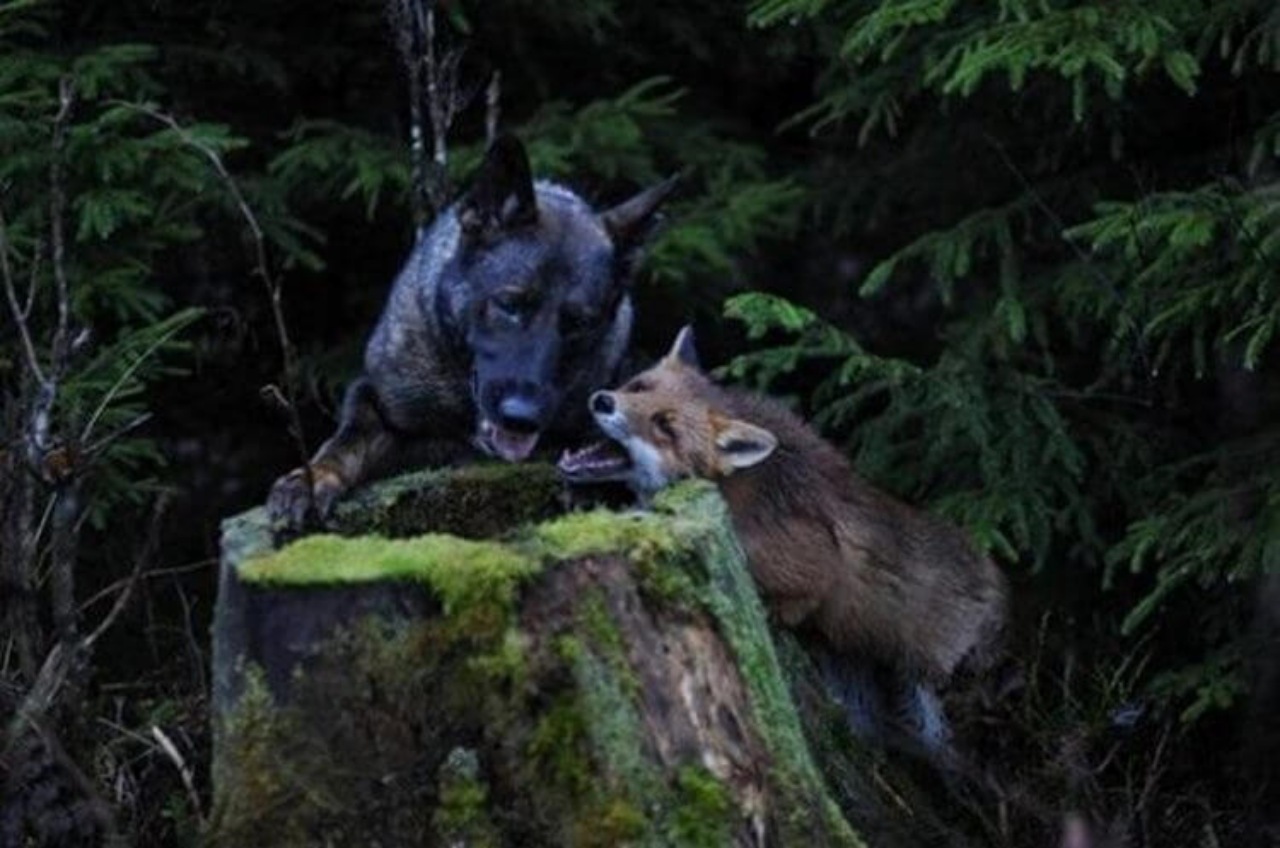 Cane va nel bosco e trova un nuovo amico