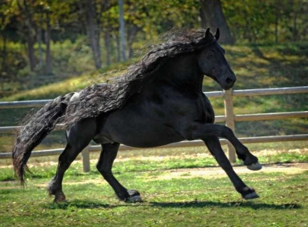 Frederick, cavallo olandese