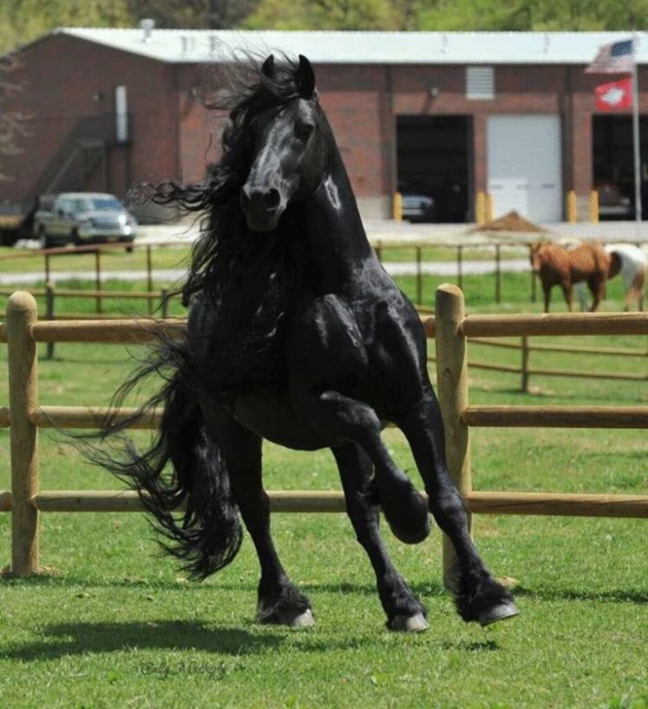 Cavallo dal meraviglioso manto