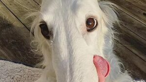 Incontra il borzoi Lapsha, l’adorabile “cane con il naso più lungo del mondo”