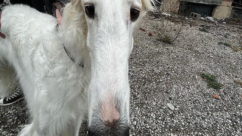 Cane dal lungo naso