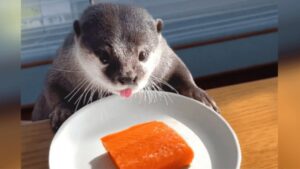 Una lontra grassottella è a dieta, ma la sua mamma le concede un po’ di salmone nel giorno libero (VIDEO)