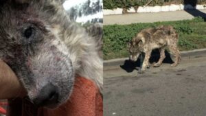 Volontari salvano un cane randagio: ma quando scoprono la sua vera natura restano a bocca aperta (VIDEO)