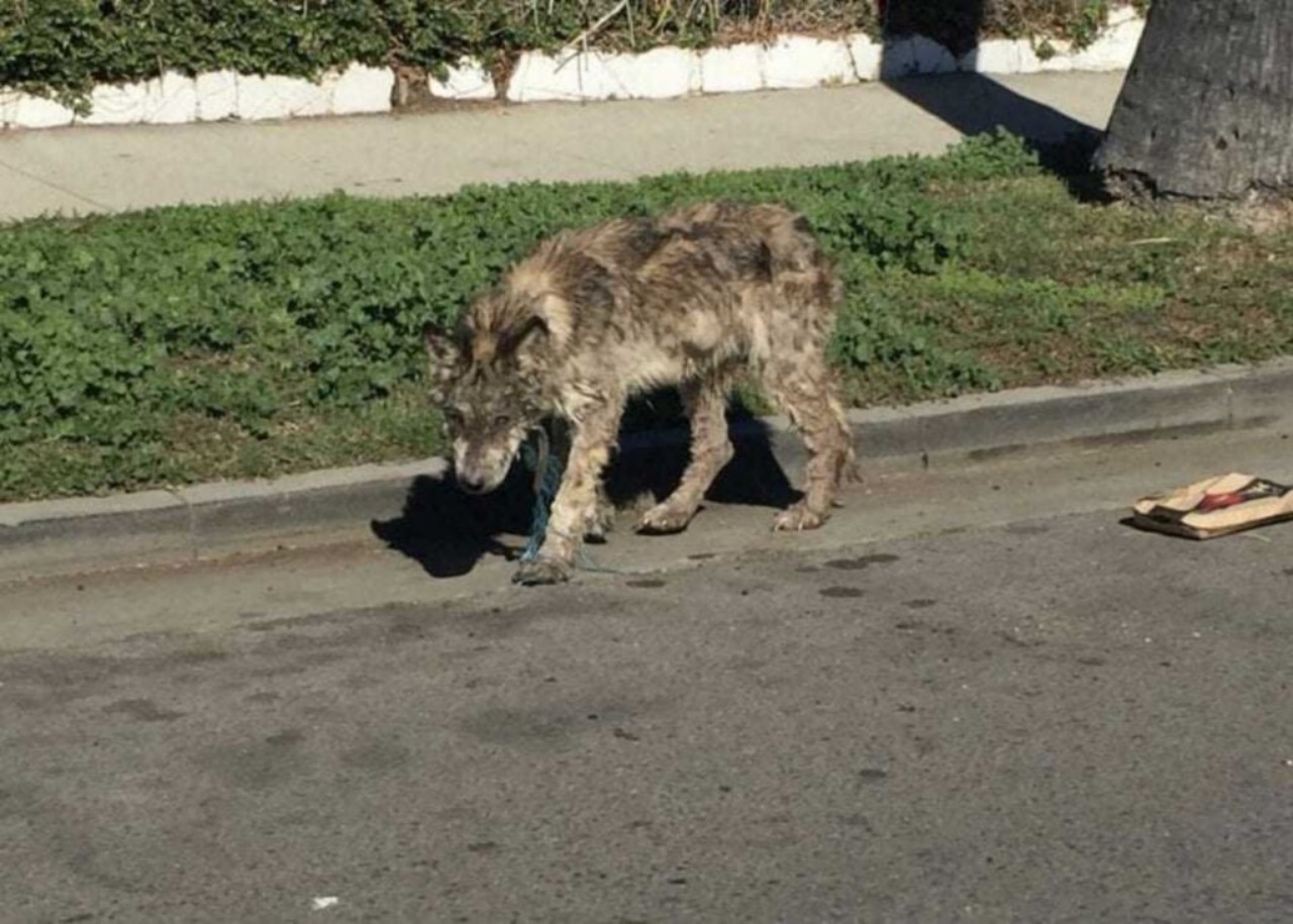 Lupo confuso con un cane randagio