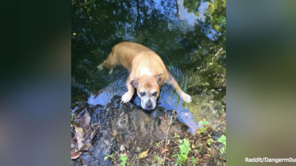 La cagnolina è stata salvata 