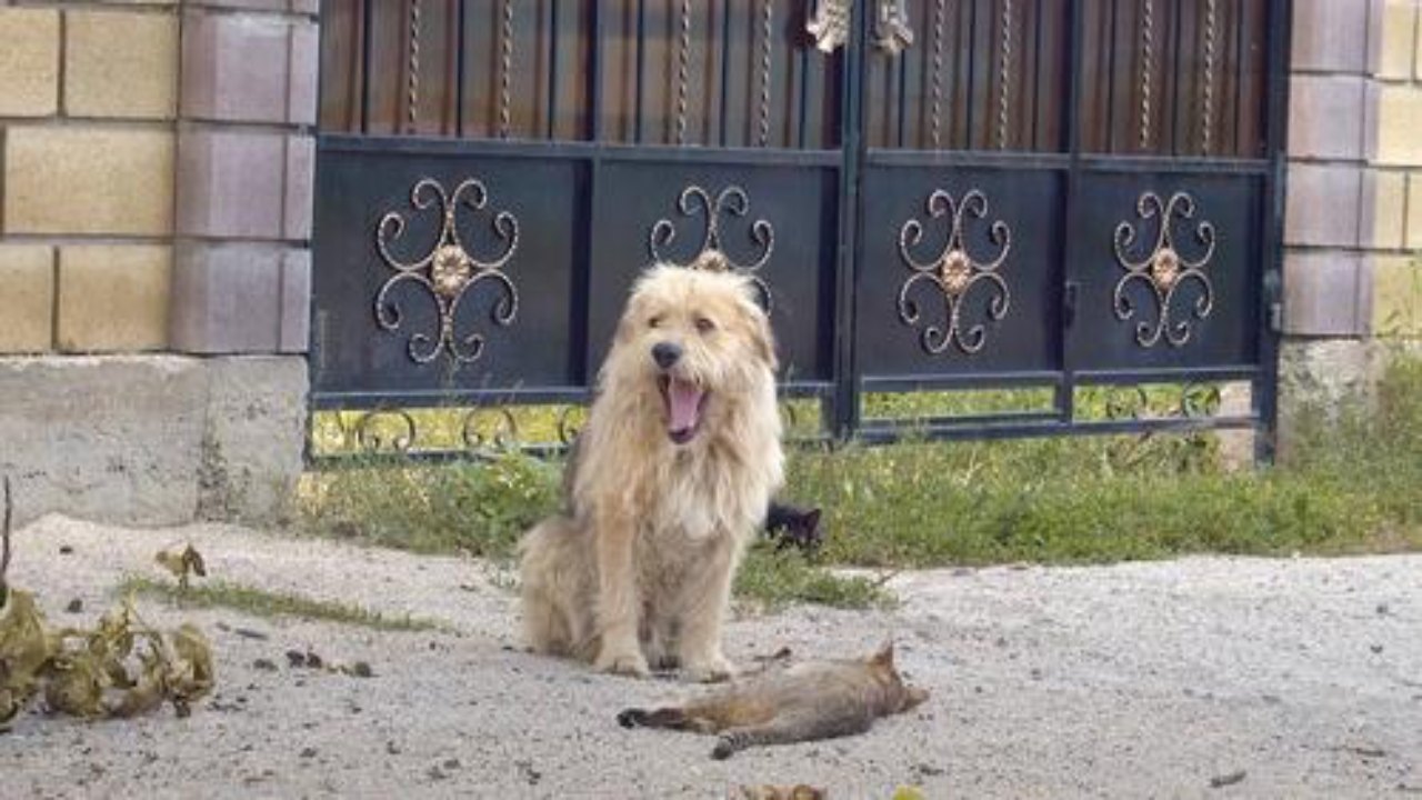 oscar fuori il cancello