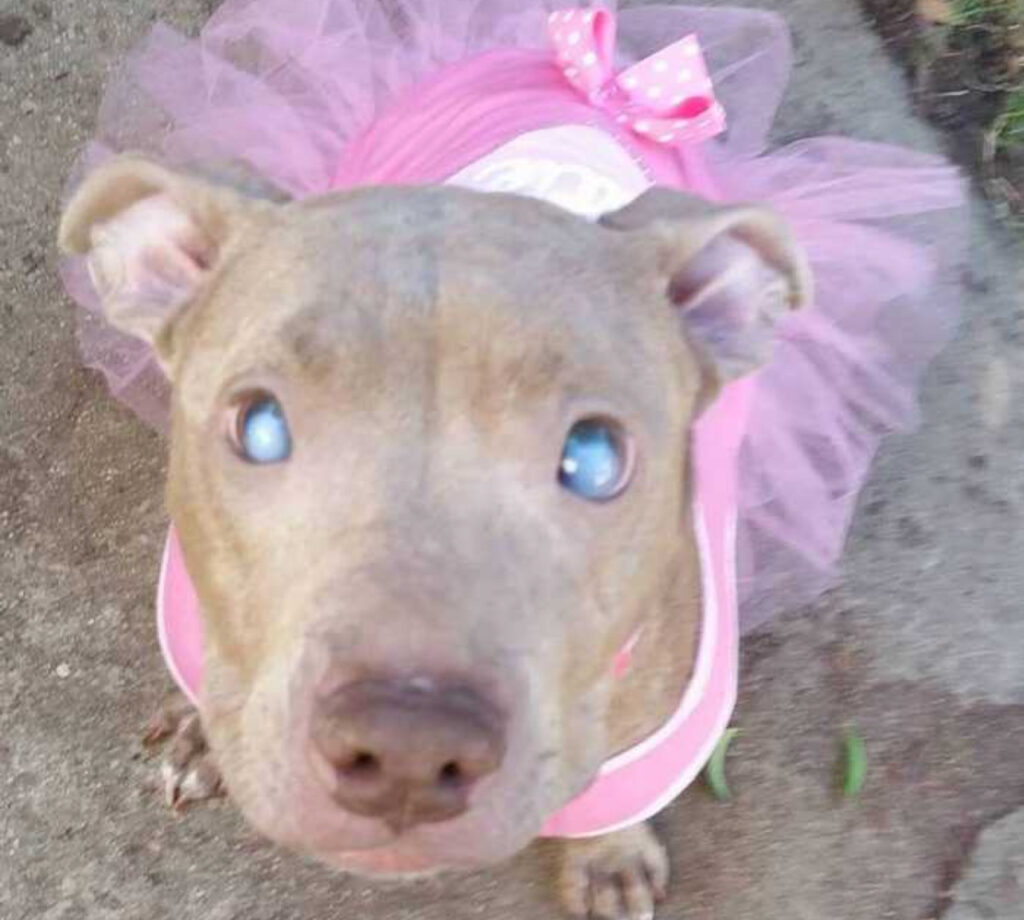 Adesso la cagnolina è felice