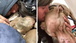 Studentessa universitaria tiene in braccio tutta la notte un Pitbull morente per non lasciarlo solo