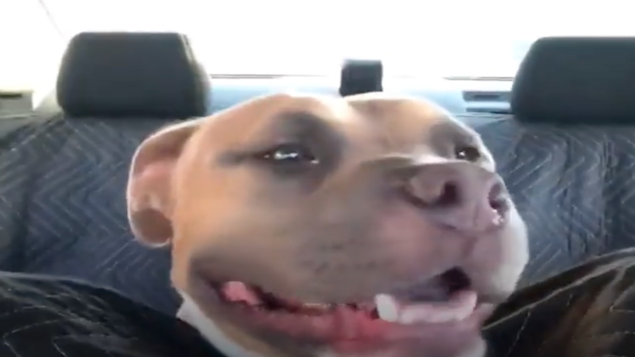 salva un pitbull sorriso