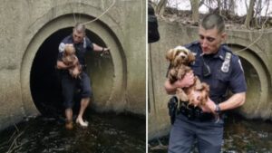 Poliziotto salva cucciolo intrappolato in un tunnel