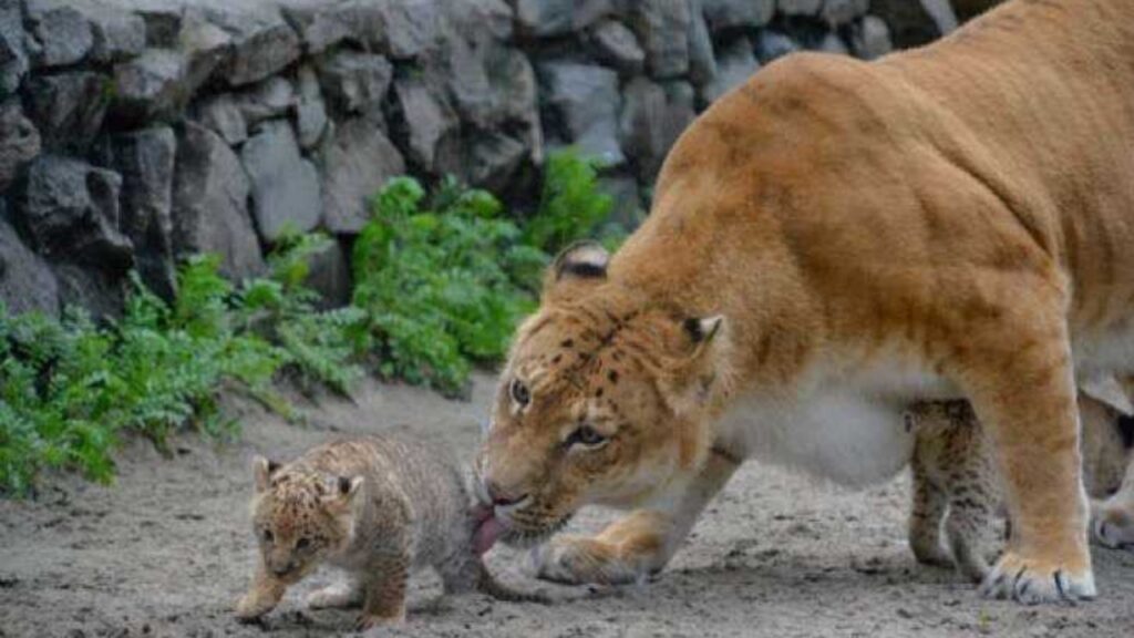 Il cucciolo di ligre è stato chiamato Zar