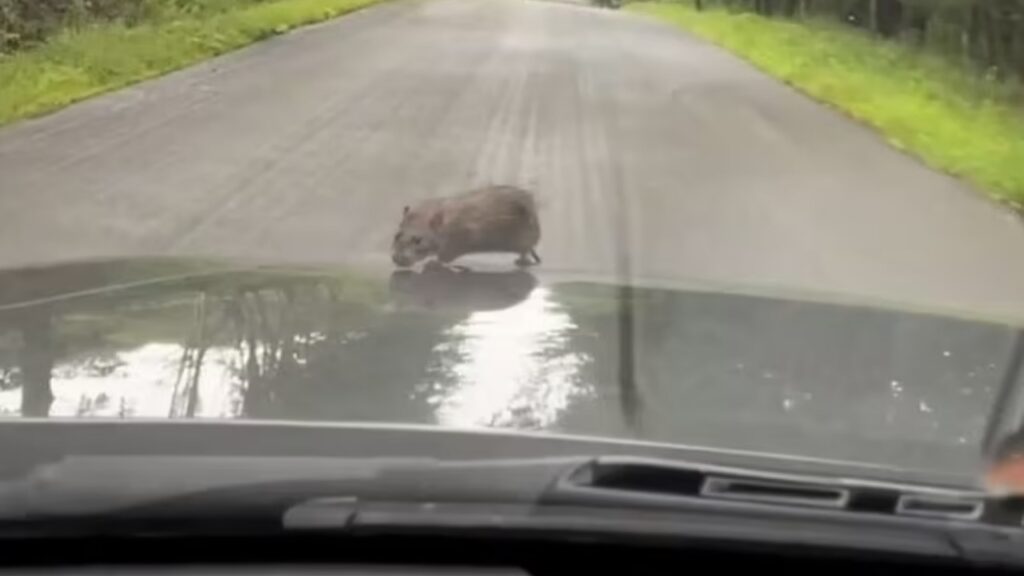 Un topolino ha viaggiato su una BMW