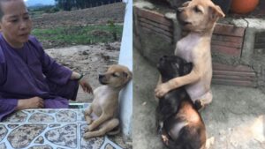 Questi due cani randagi sono stati appena salvati e si rifiutano di smettere di abbracciarsi (FOTO)