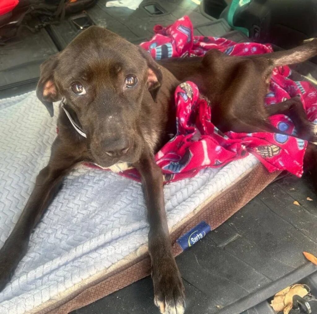 cagnolina abbandonata salvata